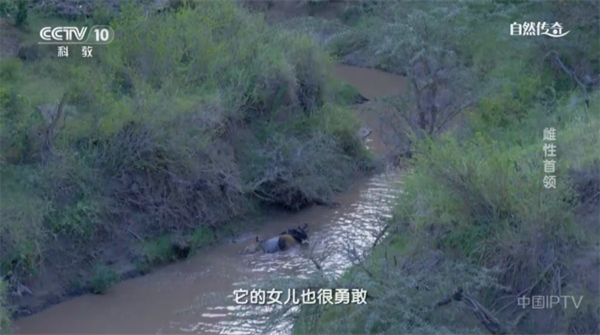 皮皮影视tv版